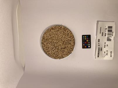 Click for 1 image(s) for this accession. SEED